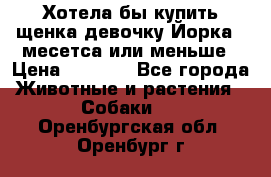 Хотела бы купить щенка девочку Йорка 2 месетса или меньше › Цена ­ 5 000 - Все города Животные и растения » Собаки   . Оренбургская обл.,Оренбург г.